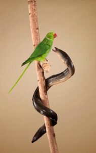 dieren van de grachten