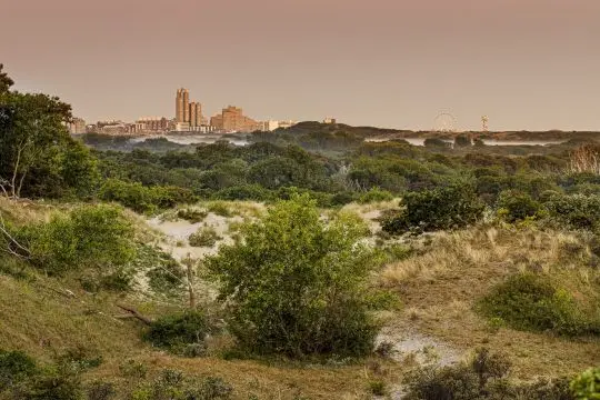 hollandse duinen