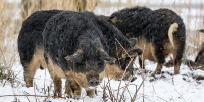 mangalitza varken