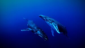 Sounds of the Ocean 2