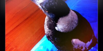 Wanda 5 magpie baby junior