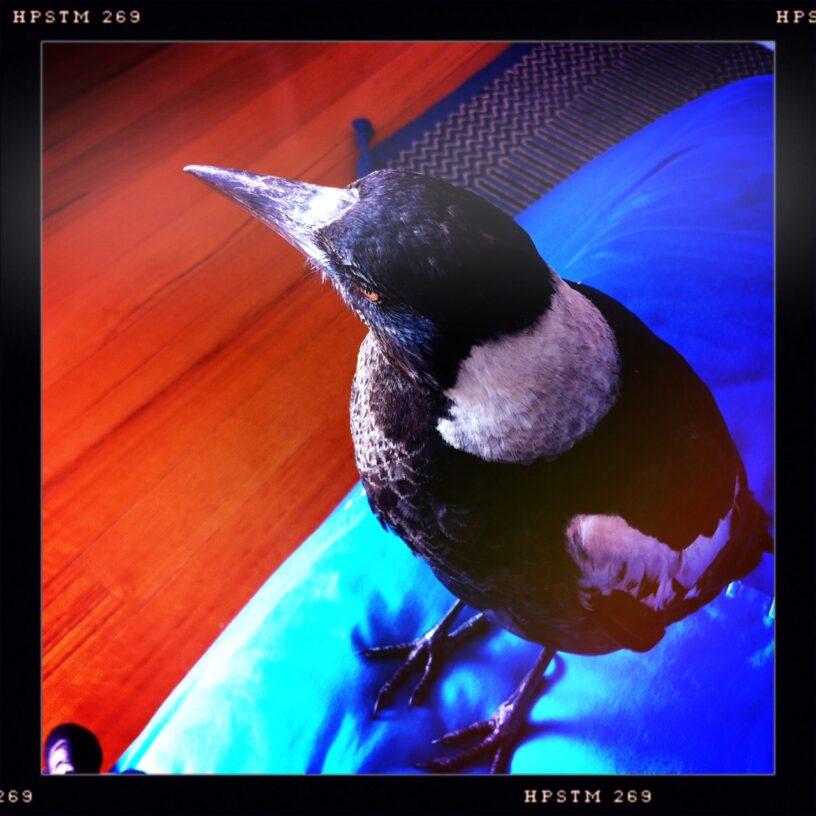 Wanda 5 magpie baby junior